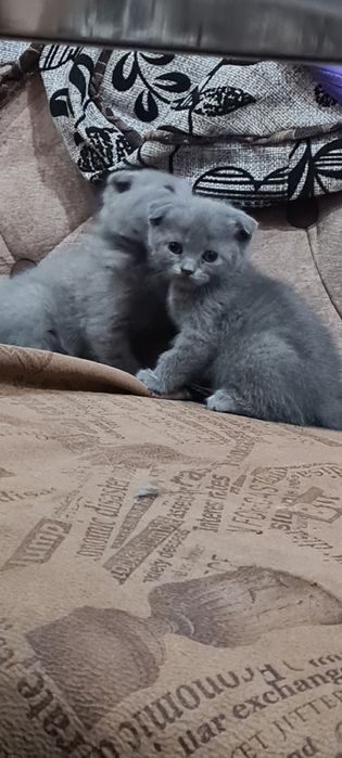Продаю котят скоттишфолд