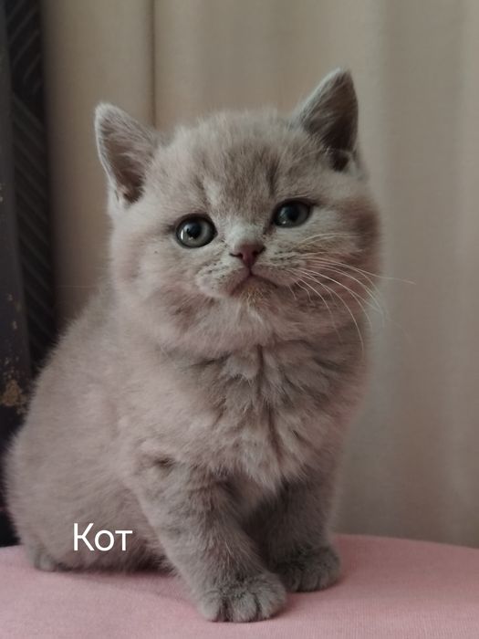 Клубные британские котята