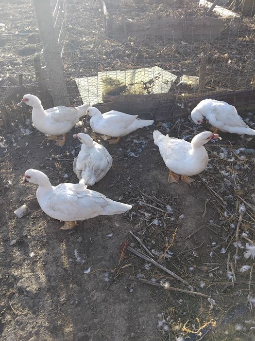 Rate de vânzare  bune de tăiat sau de ținut