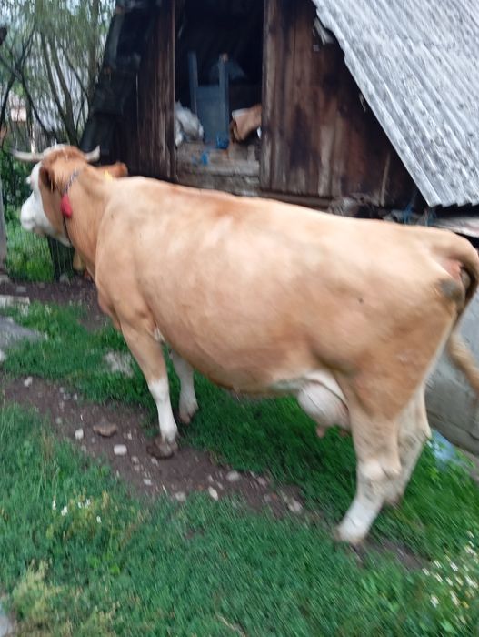 Vaca de 5 ani cu vițel
