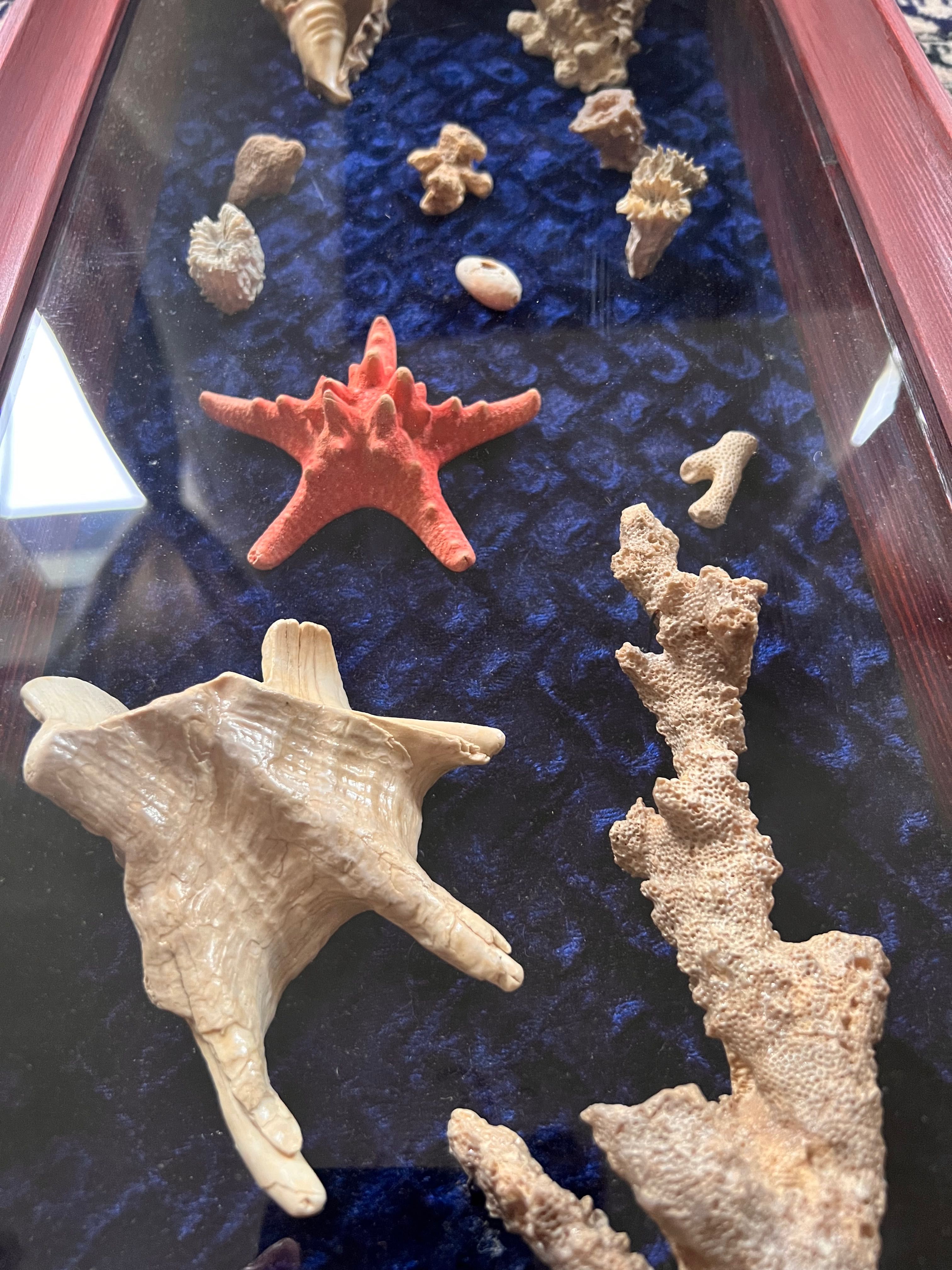 Коллекция морских раковин и кораллов в раме