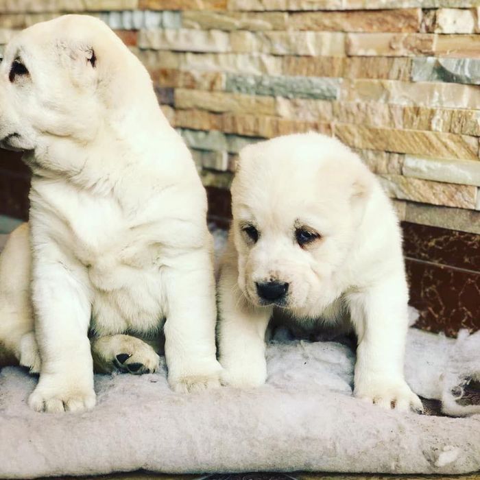 Белый медведь чисто кровный алабай