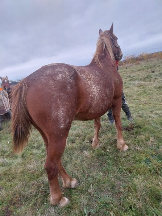 Cal castrat de vanzare