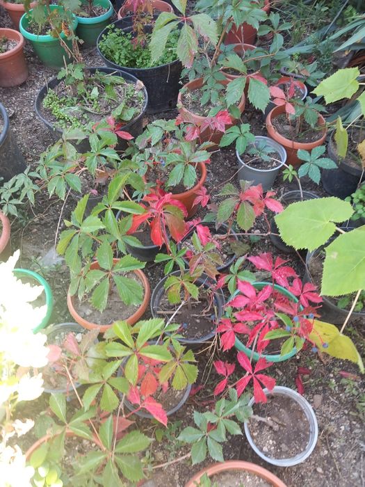 Vând paulonia la ghiveci și vita canadiana