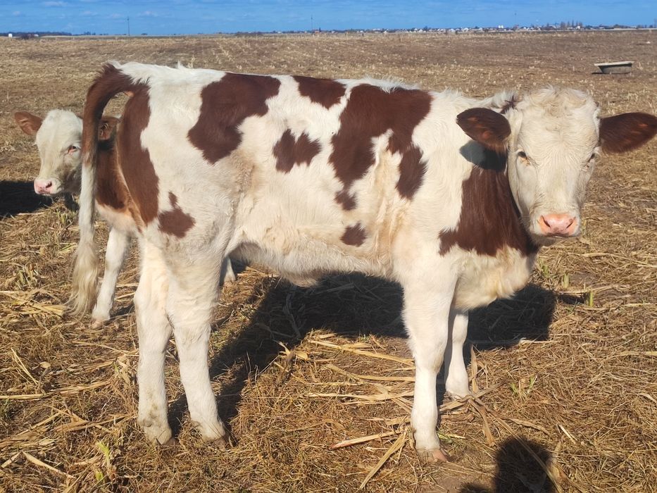 Vând vaci și vitele