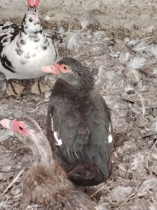 O'rdak g'ozlar sotiladi lichkada kelishamiz chirchiq