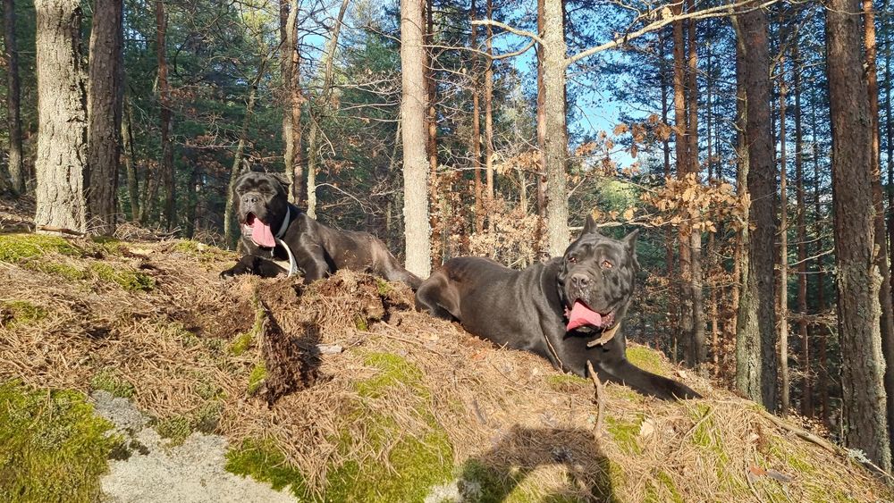 Кане корсо женска