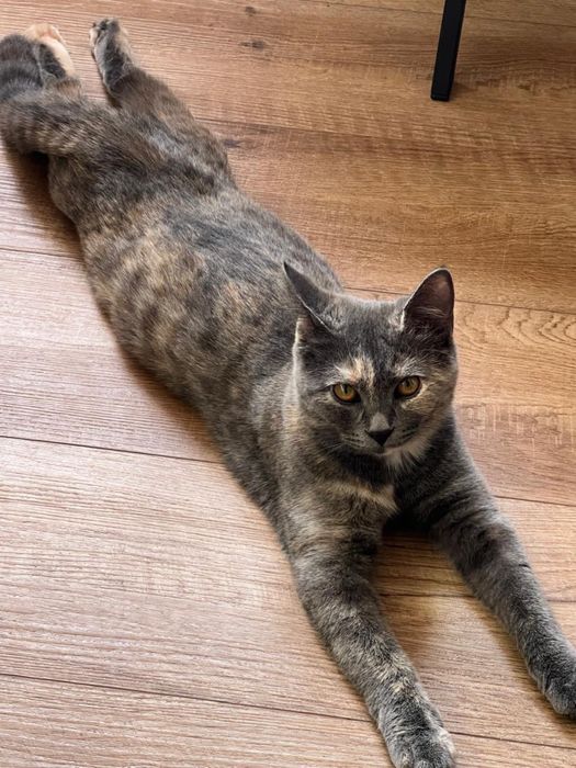 Котенок Скоттиш Страйт В Добрые Руки