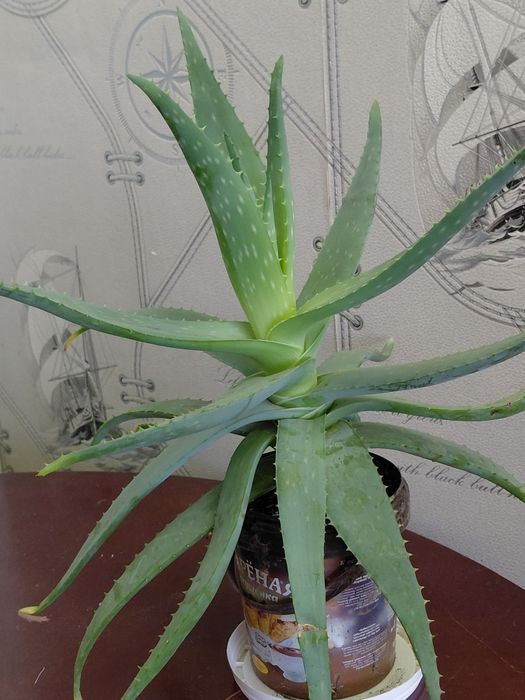 Лечебный цветок алой и вера.