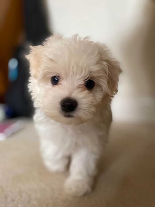 Bichon Maltez/Bison Maltese Talie Mica Toy Mini Pedigree Carnet Vaccin
