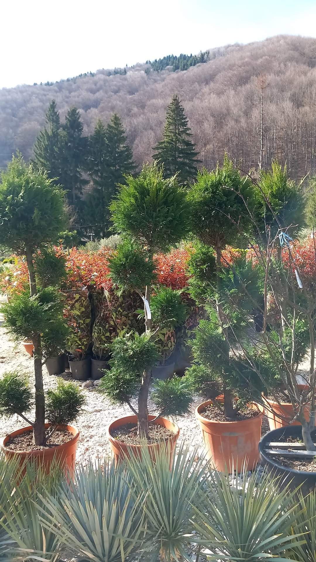 Plante ornamentale la prețuri de producător :
- tuia smaragd
- tuia co