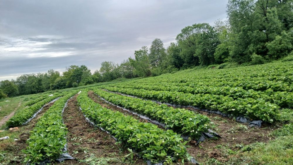 Качествен разсад ягоди български