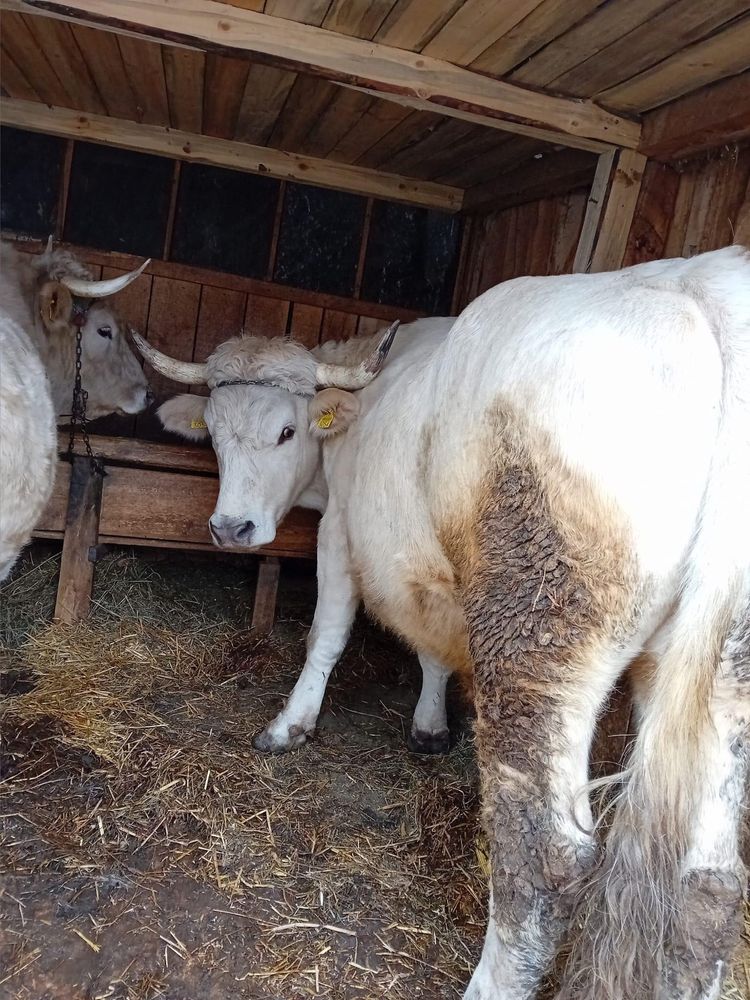 Vand boi pentru munci agricole!