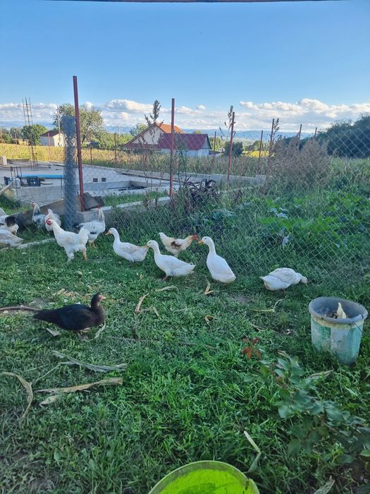 Vand pasari, rate si pui australorp