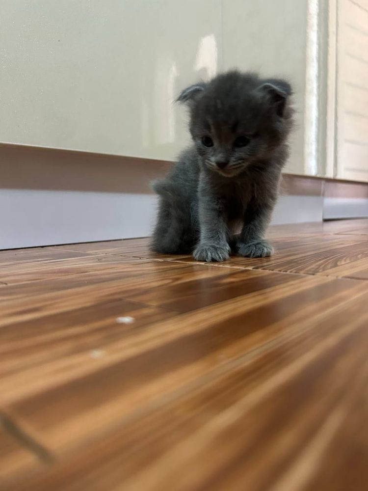 Шотландские вислоухие котята