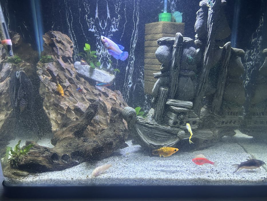 Vand acvariu cu capac, complet 40 L cu sticla completa