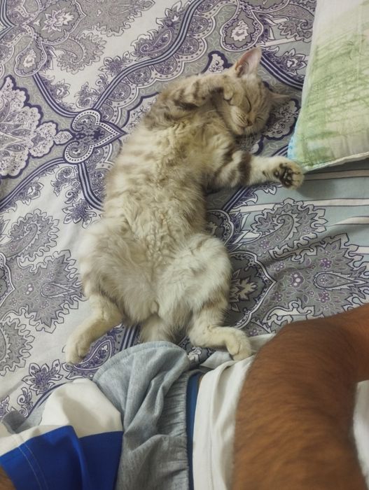 Mushuk qiz bola sotiladi