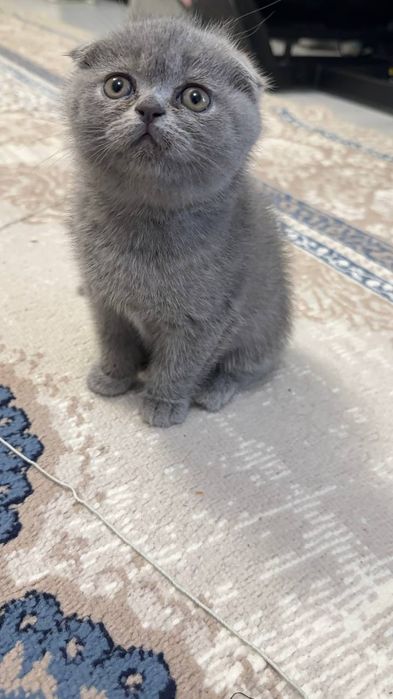 Чистокровные котята скотиш фолд