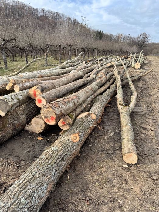 Vând lemn de foc, Fag, Carpen, etc. la metru sau direct de foc.