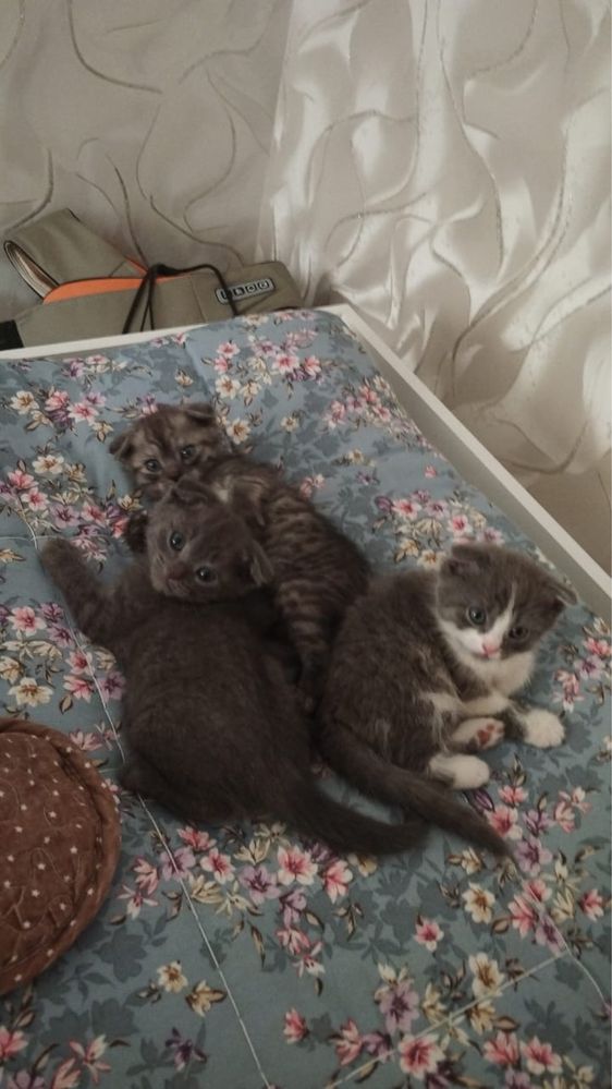 Котята , кошки , кот  . Вислаухие