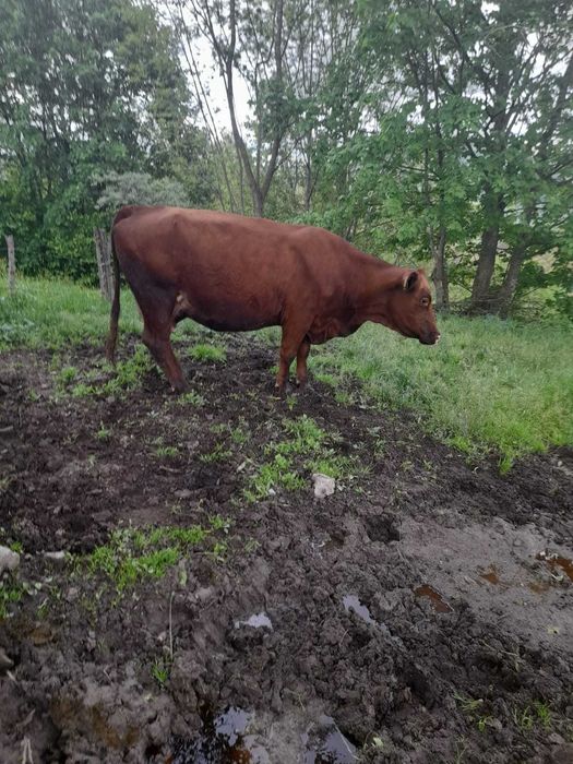 Vând Văcuță Metis Bălțată cu Angus + Vițel 180 kg