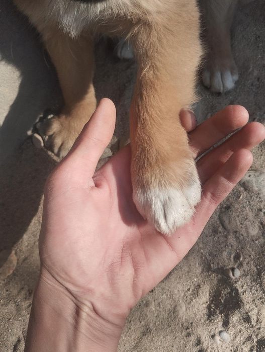 1 hafraga kafolat beradi