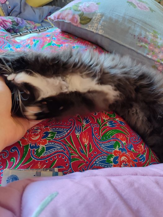 котенок, отдам в хорошие руки