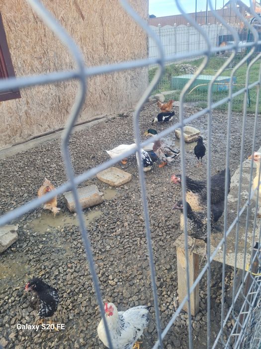 Vând bibilici  2,3. Kilograme