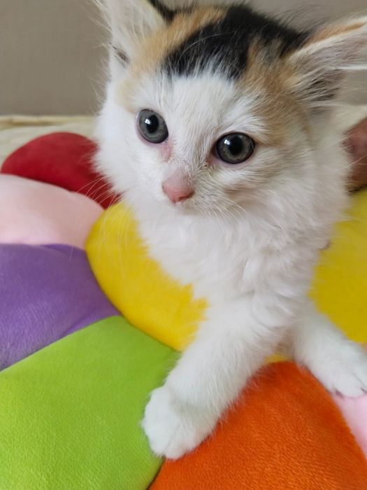 Отдам котят в добрые руки