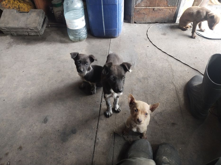 Крохам срочно нужен дом зимой им будет тяжело