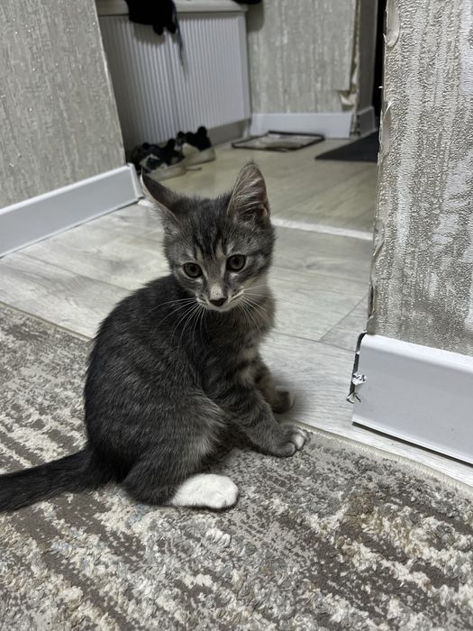 Отдам котенка в добрые руки