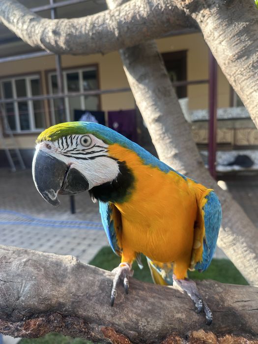 Синий жолтий АРА сотилади 3 ёш самка идеал ручной гапиради.