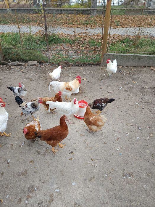 Tineret disponibil(metiși de Australorp)