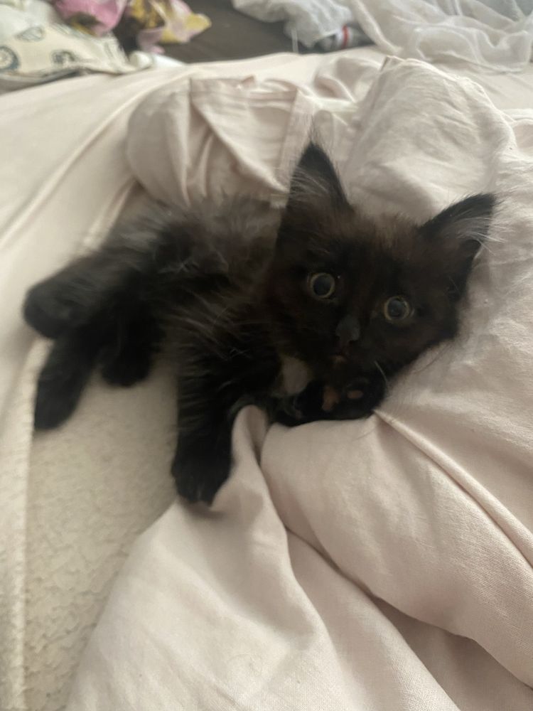 Котята шотландцы