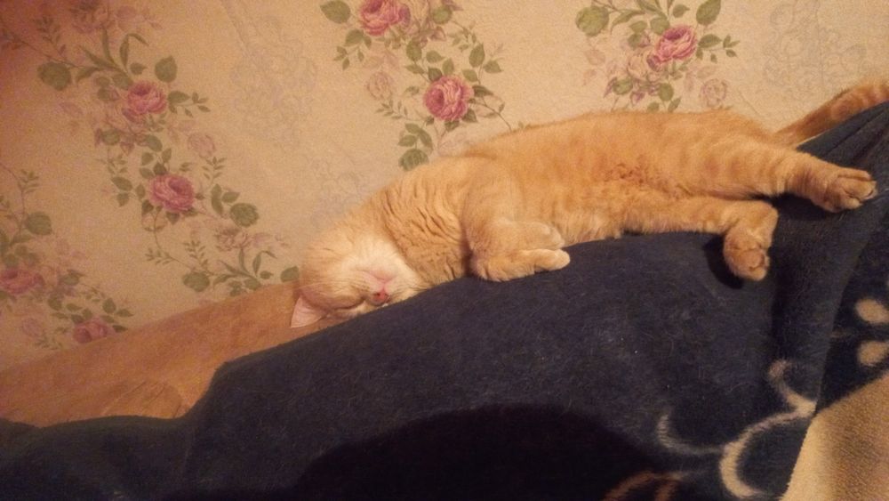 Отдам кота в добрые руки