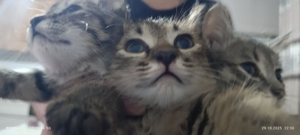 Котята даром отдаю