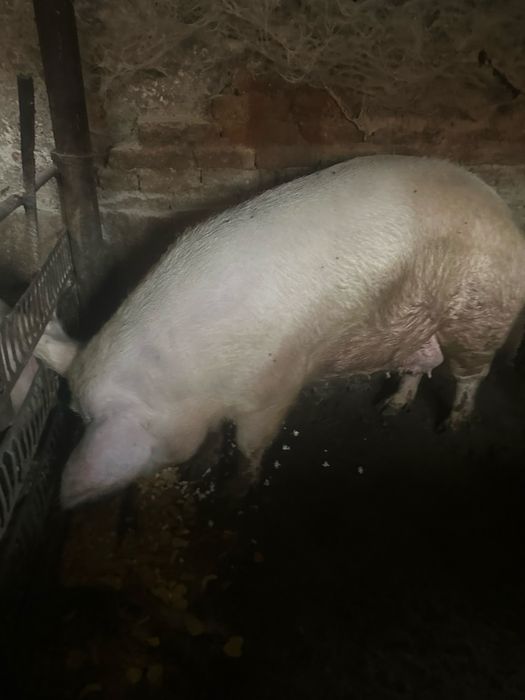 Свинята над 300 кг.