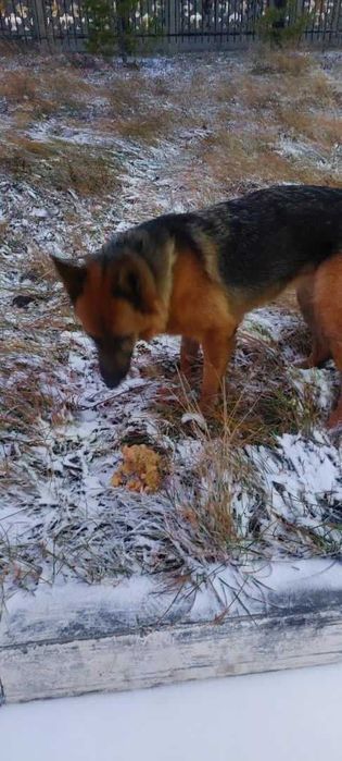 Девочка, в ошейнике. Чья потеряшка?