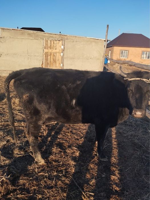 Продам корова с теленкам подсос