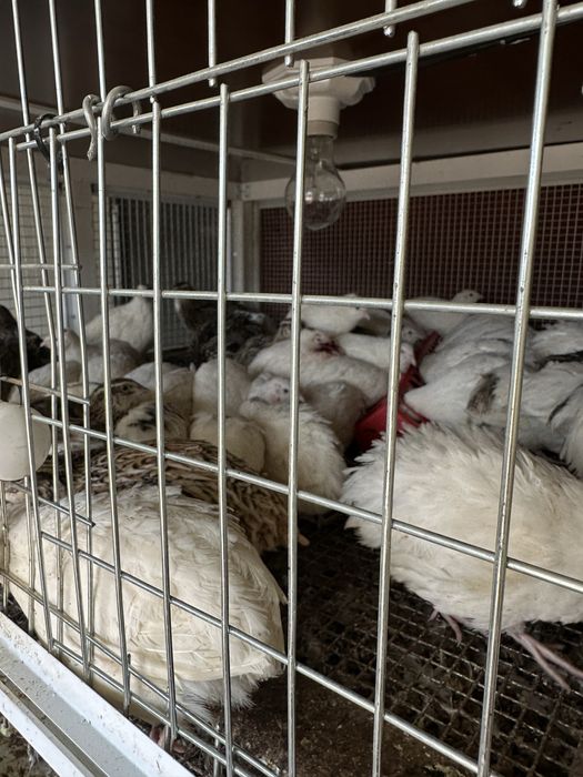 Beliy Gigant Bedanalar Sotiladi 50kunli