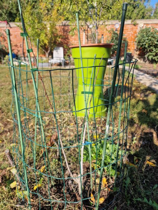 Paw Paw, Banana Nordului