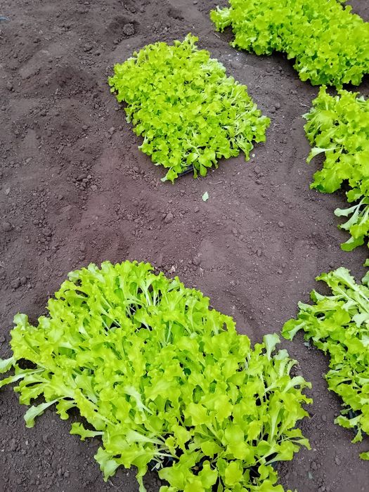 Salata creata 4000 fire