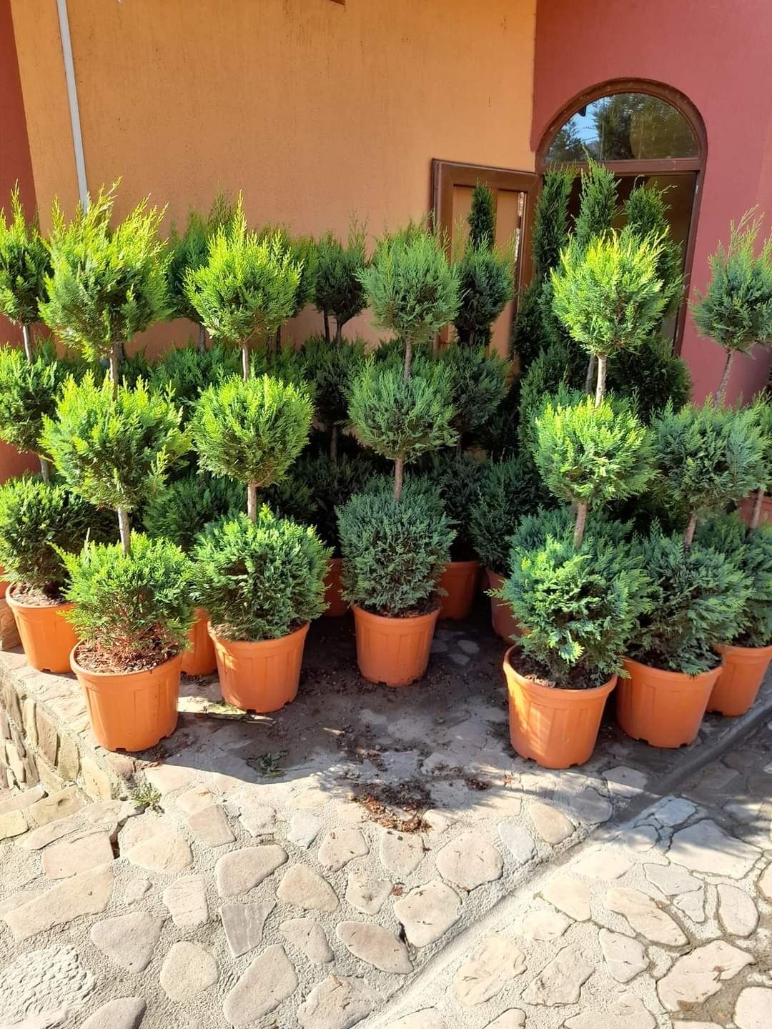 Plante speciale tuia forme