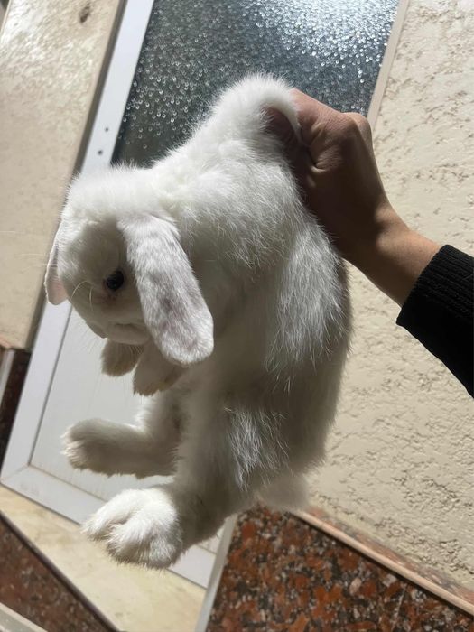 Кролик: карликовый баранчик