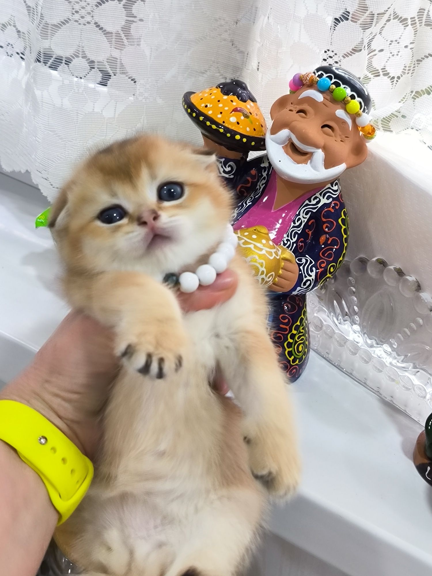 Котята от правильной вязки