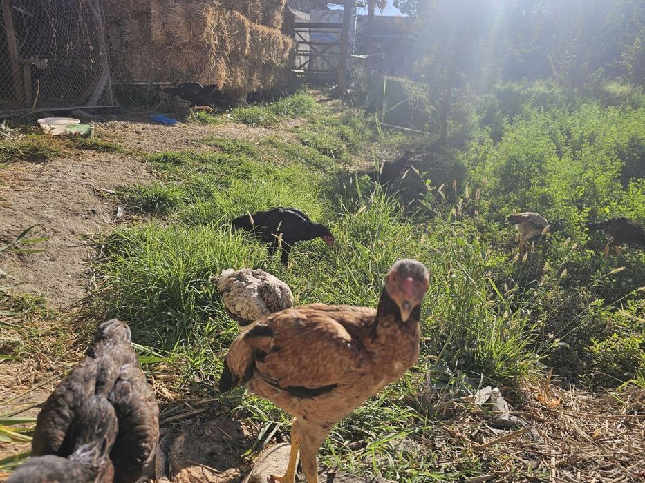 Yosh zotdorchala sotiladi