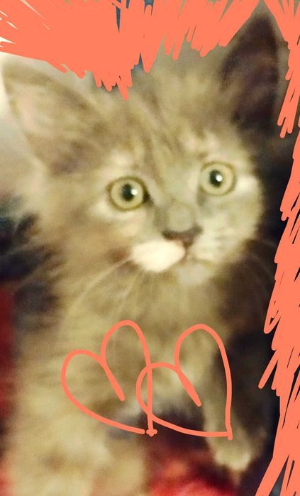 Printesa  blue/crem  pretioasa si rarisima cauta Om