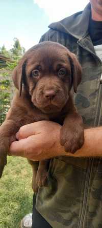 Labrador retriever