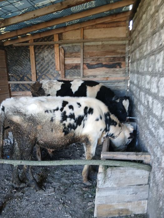 Продавам мъжки телета