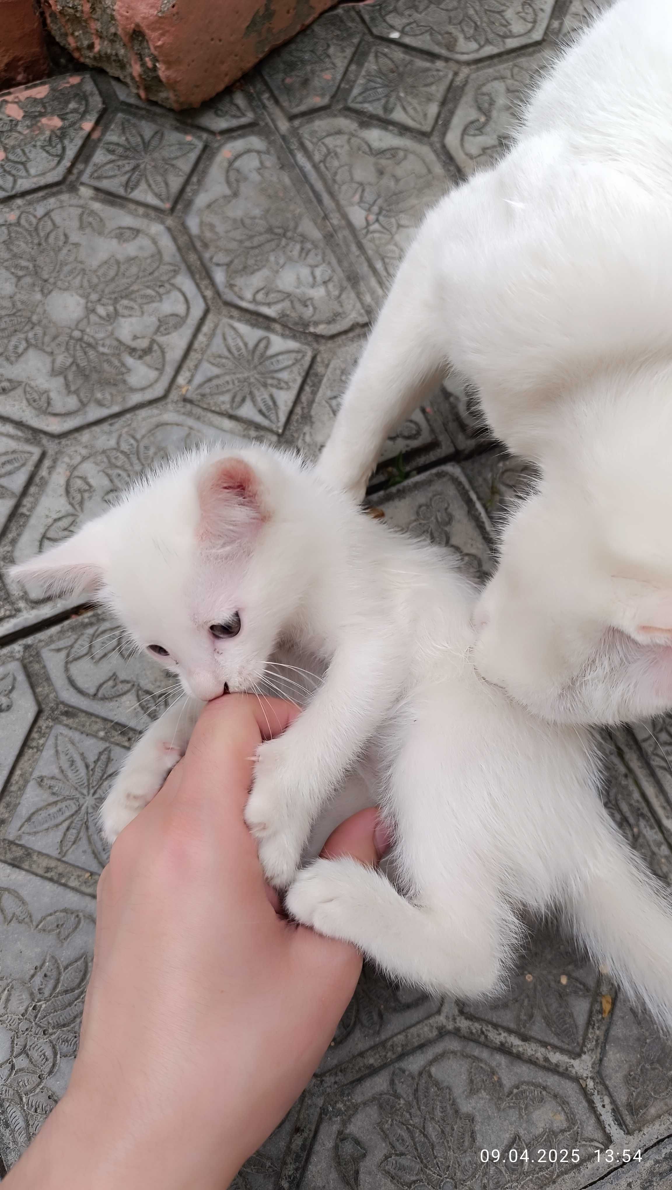 Котёнок Турецкая ангора